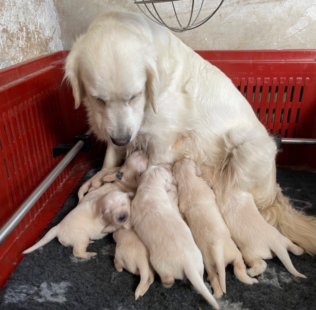 chiot Golden Retriever Des Skyles Des Hauts D'Eole