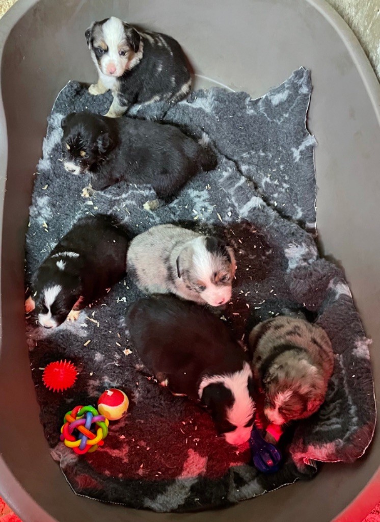 Chiot Berger Australien Des Skyles Des Hauts D'Eole